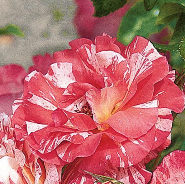 ALFRED SISLEY ® - Butasi trandafiri de gradina - Trandafir cu flori grupate (floribunda) creat in Franta de Delbard