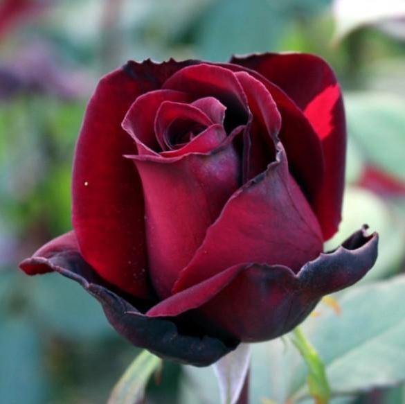 BARKAROLE ® - Butasi trandafiri de gradina - Trandafir teahibrid creat in Germania de Tantau