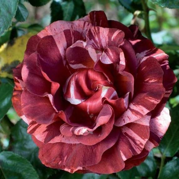 BROWNIE ® - Butasi trandafiri de gradina - Trandafir urcator / catarator creat in Franta de Meilland Richardier