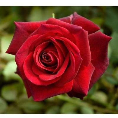 EDITH PIAF ® - Butasi trandafiri de gradina - Trandafir teahibrid creat in Franta de Meilland Richardier
