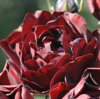 MALICORNE ® - Butasi trandafiri de gradina - Trandafir cu flori grupate (floribunda) creat in Franta de Delbard
