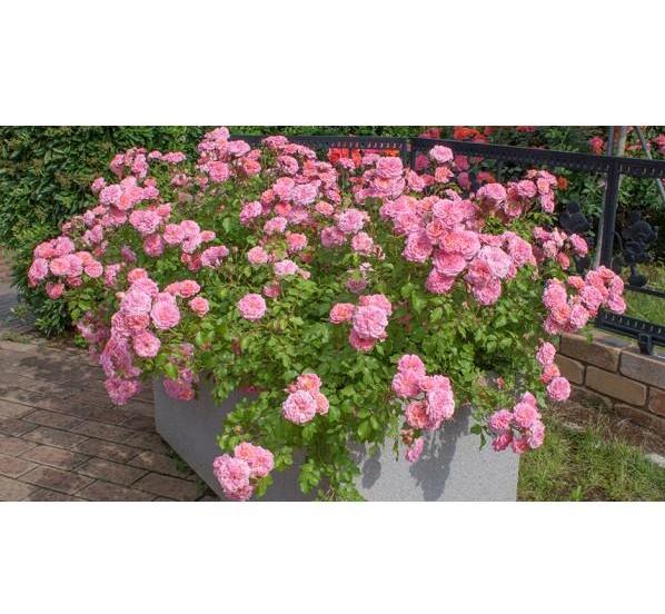 SWEET DRIFT ® - Butasi trandafiri de gradina - Trandafir floribunda creat in Franta de Meilland Richardier