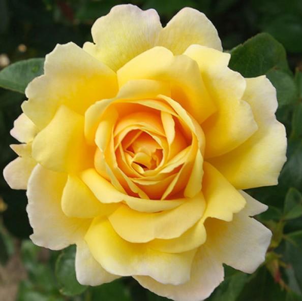 SOLEIL VERTICAL ® - Butasi trandafiri de gradina - Trandafir urcator / catarator creat in Franta de Delbard