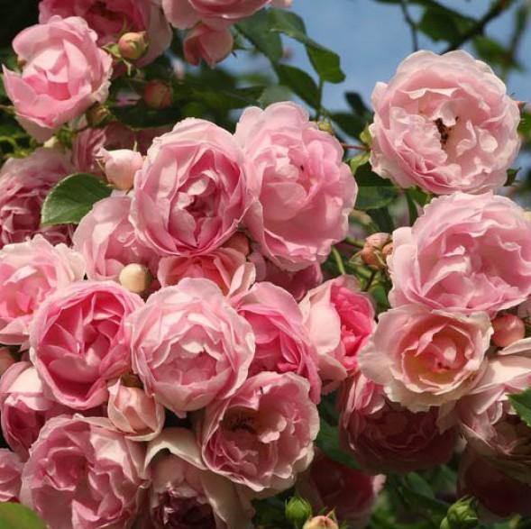 JASMINA ® - Butasi trandafiri de gradina - Trandafir urcator / catarator creat in Germania de Kordes