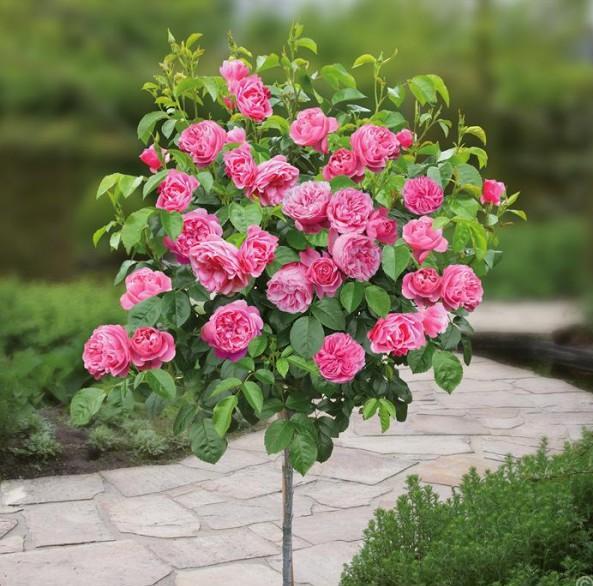 Trandafir pomişor: LEONARDO DA VINCI ® - Butasi trandafiri de gradina - Trandafir pomisor, creat in Franta de Meilland Richardier