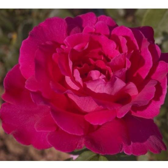 VELASQUEZ ® - Butasi trandafiri de gradina - Trandafir teahibrid creat in Franta de Meilland Richardier