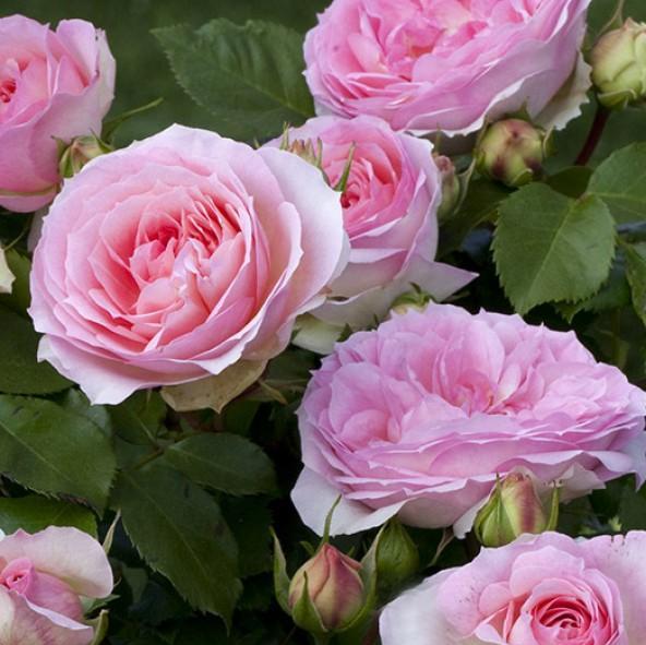 SOPHIA ROMANTICA ® - Butasi trandafiri de gradina - Trandafir floribunda creat in Franta de Meilland Richardier