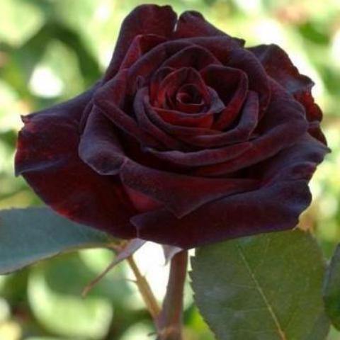 BLACK BACCARA ® - Butasi trandafiri de gradina - Trandafir teahibrid creat in Franta de Meilland Richardier