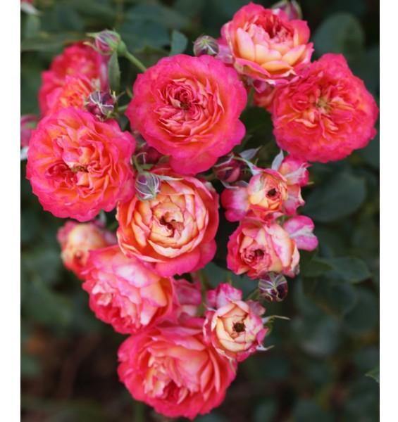BABY ROMANTICA ® - Butasi trandafiri de gradina - Trandafir urcator / catarator creat in Franta de Meilland Richardier