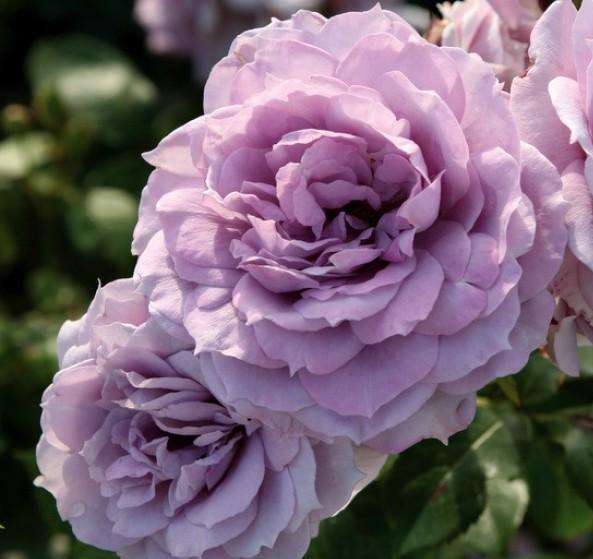 NOVALIS ® - Butasi trandafiri de gradina - Trandafir floribunda creat in Germania de Kordes