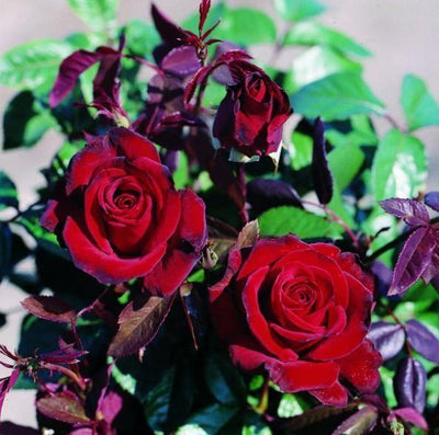 BLACK MADONNA (SCHWARZE MADONNA) ® - Butasi trandafiri de gradina - Trandafir teahibrid creat in Germania de Kordes