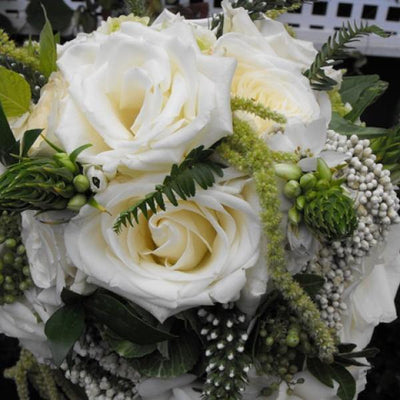 ALABASTER ® - Butasi trandafiri de gradina - Trandafir floribunda creat in Germania de Tantau