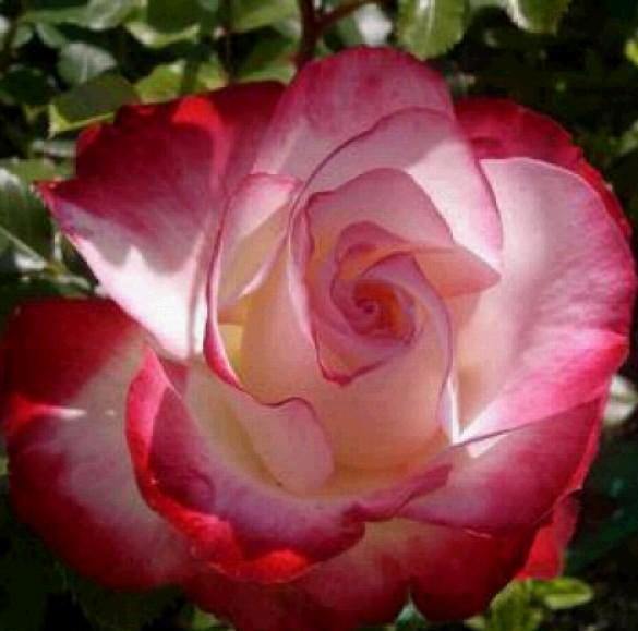 Jubile du PRINCE DE MONACO ® - Butasi trandafiri de gradina - Trandafir floribunda creat in Franta de Meilland Richardier