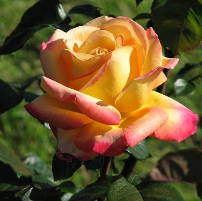 Trandafir pomişor: PULLMAN ORIENT EXPRESS ® - Butasi trandafiri de gradina - Trandafir pomisor, creat in Franta de Meilland Richardier