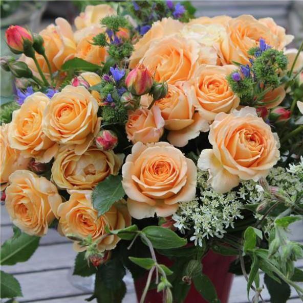 DOLCE VITA ® - Butasi trandafiri de gradina - Trandafir cu flori grupate (floribunda) creat in Franta de Delbard