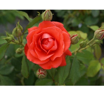 ORANGE SENSATION ® - Butasi trandafiri de gradina - Trandafir floribunda creat in Franta de Meilland Richardier