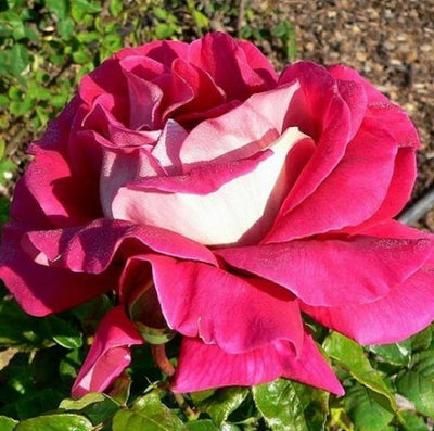 KRONENBOURG ® - Butasi trandafiri de gradina - FamousRoses.eu