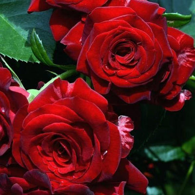 NICCOLO PAGANINI ® - Butasi trandafiri de gradina - FamousRoses.eu