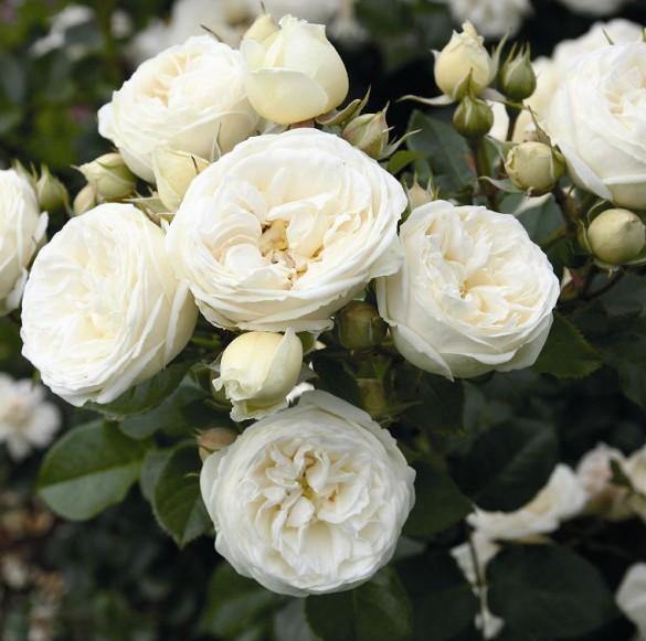ARTEMIS ® - Butasi trandafiri de gradina - Trandafir floribunda creat in Germania de Tantau