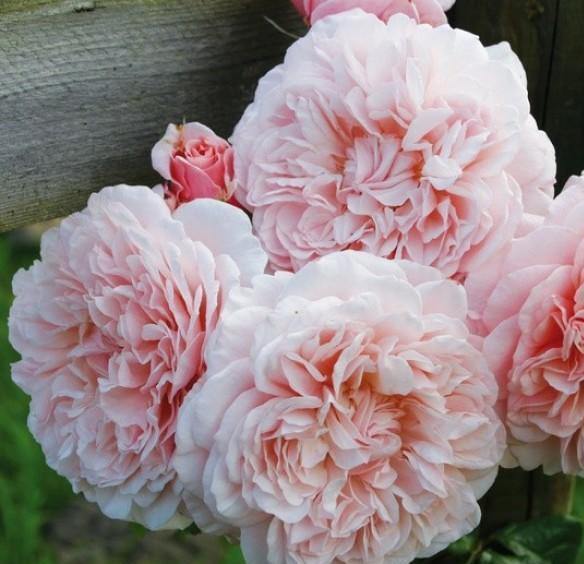 ROSE DE TOLBIAC ® - Butasi trandafiri de gradina - Trandafir urcator / catarator creat in Germania de Kordes
