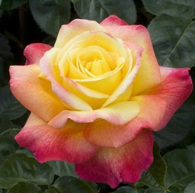 PULLMAN ORIENT EXPRESS ® - Butasi trandafiri de gradina - Trandafir teahibrid creat in Franta de Meilland Richardier