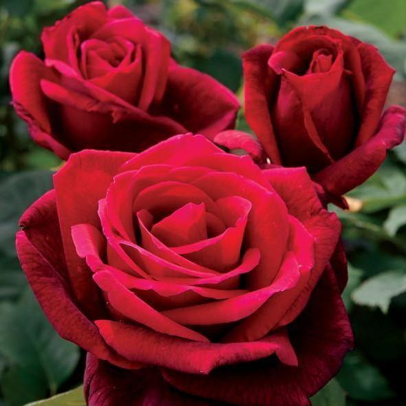 MISTER LINCOLN ® - Butasi trandafiri de gradina - trandafir cu flori mari ( teahibrid )