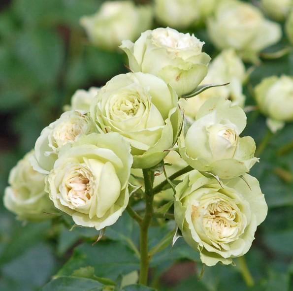 LOVELY GREEN ® - Butasi trandafiri de gradina - Trandafir floribunda creat in Franta de Meilland Richardier