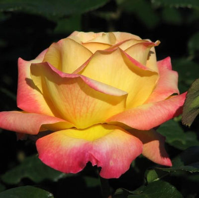 Trandafir pomişor: PULLMAN ORIENT EXPRESS ® - Butasi trandafiri de gradina - Trandafir pomisor, creat in Franta de Meilland Richardier