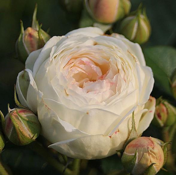 ARTEMIS ® - Butasi trandafiri de gradina - Trandafir floribunda creat in Germania de Tantau