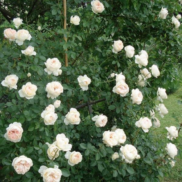 MON JARDIN ET MA MAISON ® - Butasi trandafiri de gradina - Trandafir urcator / catarator creat in Franta de Meilland Richardier