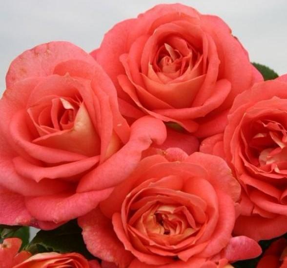 SOMMERSONNE ® - Butasi trandafiri de gradina - FamousRoses.eu