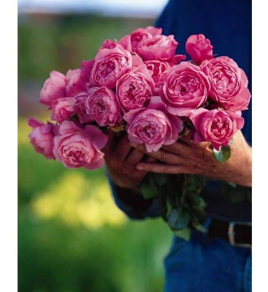 RAYMOND BLANC ® - Butasi trandafiri de gradina - Trandafir teahibrid creat in Franta de Delbard