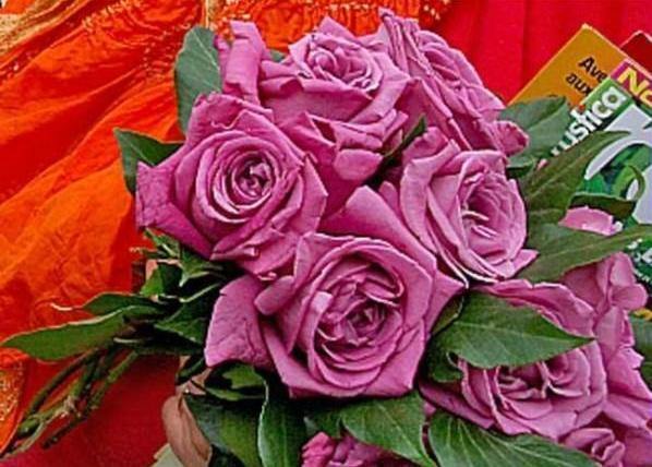 CLAUDE BRASSEUR ® - Butasi trandafiri de gradina - Trandafir teahibrid creat in Franta de Meilland Richardier