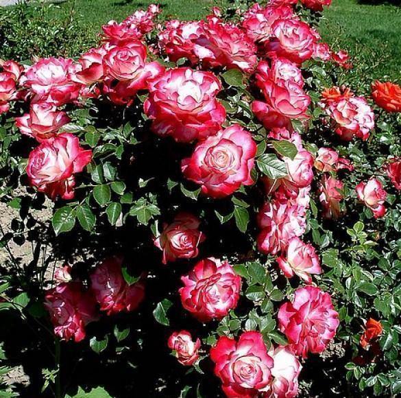 Jubile du PRINCE DE MONACO ® - Butasi trandafiri de gradina - Trandafir floribunda creat in Franta de Meilland Richardier