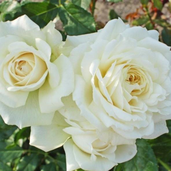 ALASKA ® - Butasi trandafiri de gradina - Trandafir urcator / catarator creat in Germania de Kordes
