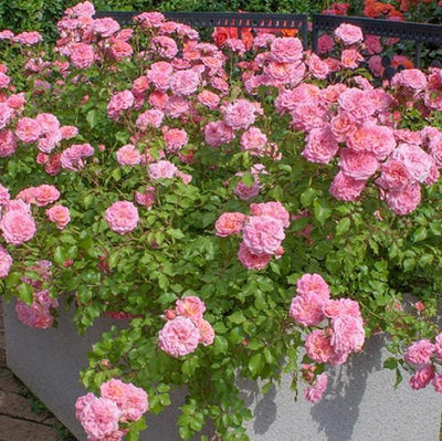 SWEET DRIFT ® - Butasi trandafiri de gradina - Trandafir floribunda creat in Franta de Meilland Richardier
