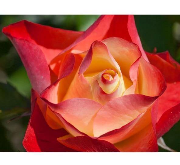 ORIGAMI ® - Butasi trandafiri de gradina - Trandafir floribunda creat in Franta de Meilland Richardier