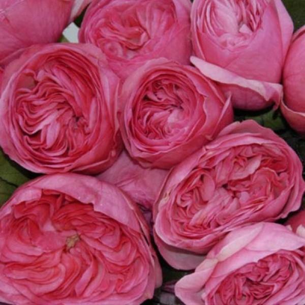 MARIA THERESIA ® - Butasi trandafiri de gradina - FamousRoses.eu