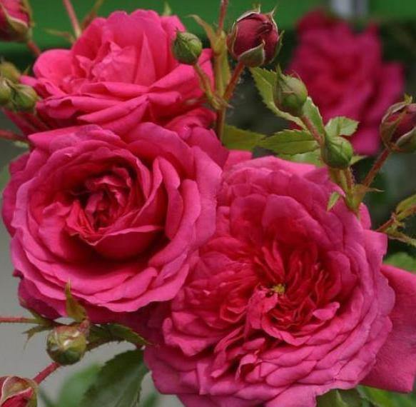 LAGUNA ® - Butasi trandafiri de gradina - Trandafir urcator / catarator creat in Germania de Kordes