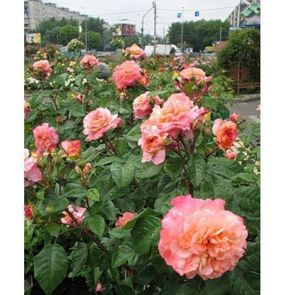 AUGUSTA LUISE ® - Butasi trandafiri de gradina - Trandafir teahibrid creat in Germania de Tantau