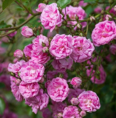 SUPER DOROTHY ® - Butasi trandafiri de gradina - Trandafir urcator / catarator creat in Germania de Kordes