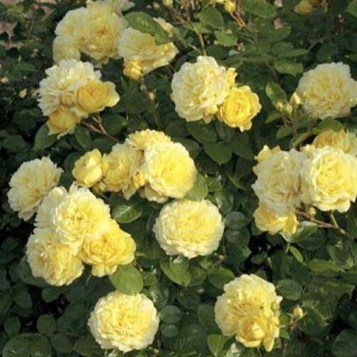 ANNY DUPEREY (YELLOW MEILOVE) ® - Butasi trandafiri de gradina - Trandafir floribunda creat in Franta de Meilland Richardier