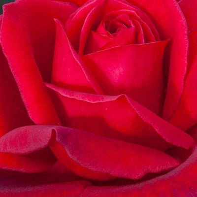 JUBILE PAPA MEILLAND ® - Butasi trandafiri de gradina - Trandafir teahibrid creat in Franta de Meilland Richardier