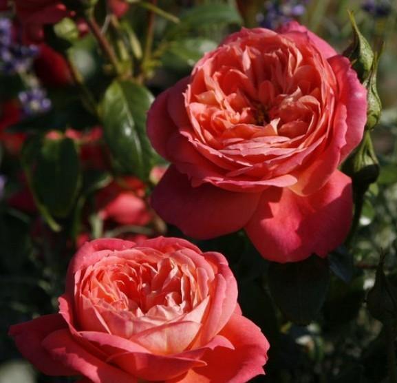 QUEEN OF HEARTS ® - Butasi trandafiri de gradina - FamousRoses.eu