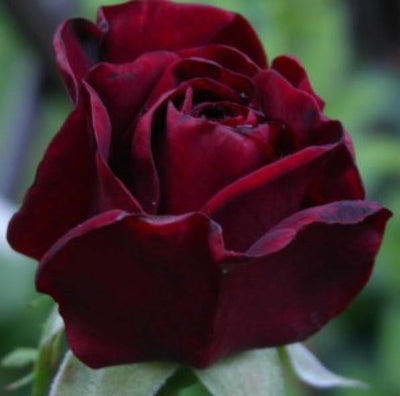 BLACK MADONNA (SCHWARZE MADONNA) ® - Butasi trandafiri de gradina - Trandafir teahibrid creat in Germania de Kordes