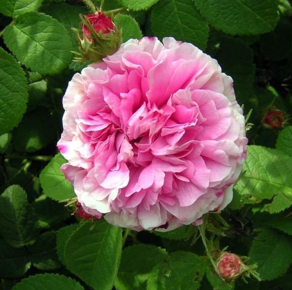 ROSA DAMASCENA TRIGINTIPETALA ® <br> trandafir pentru dulceata si ulei esential - Butasi trandafiri de gradina - Trandafiri cu flori grupate (floribunda)