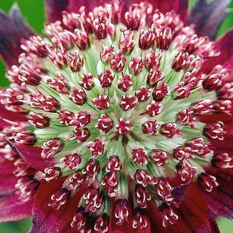 Astrantia major: MOULIN ROUGE - Famous Roses - Famous Roses