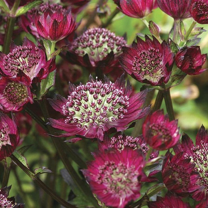 Astrantia major: MOULIN ROUGE - Famous Roses - Famous Roses