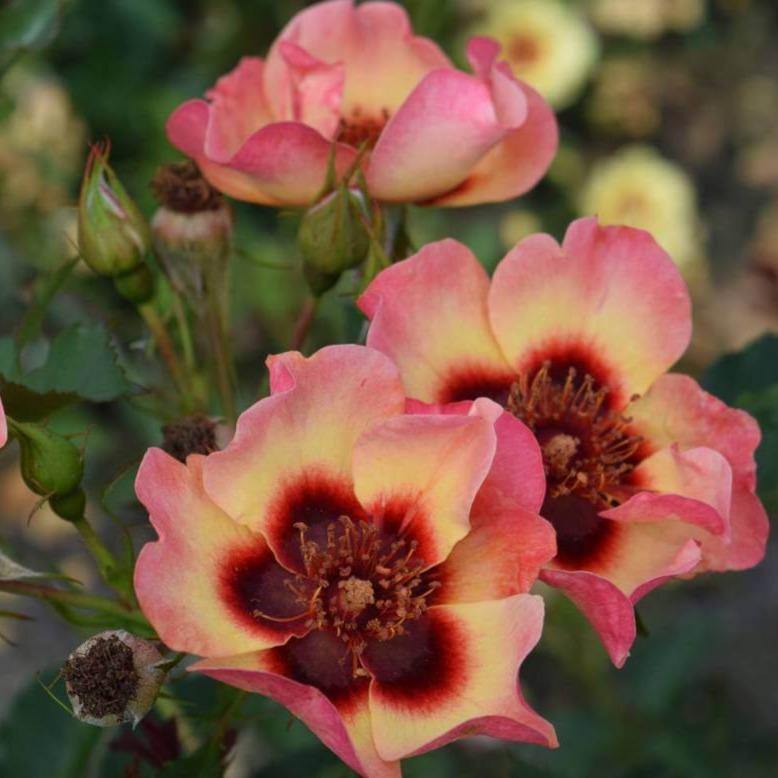 FANCY BABYLON EYES ®' - Trandafiri cu flori grupate (floribunda) - Famous Roses