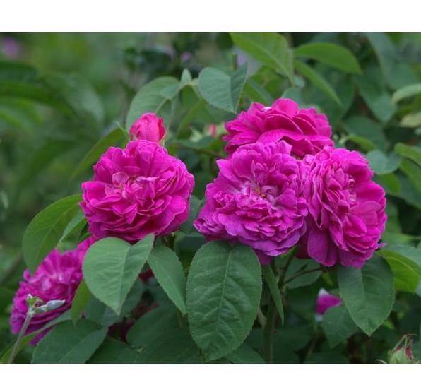 ROSE DE RESCHT <br> trandafir pentru dulceata ® - Butasi trandafiri de gradina - Trandafiri cu flori grupate (floribunda)